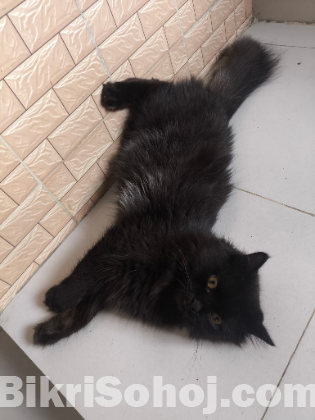 Your Persian cat